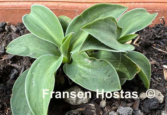 Hosta Macho Mouse